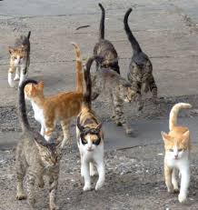 Thiery groupe de chats prêts à manger - Ville basse Salvador Bahia Brasil